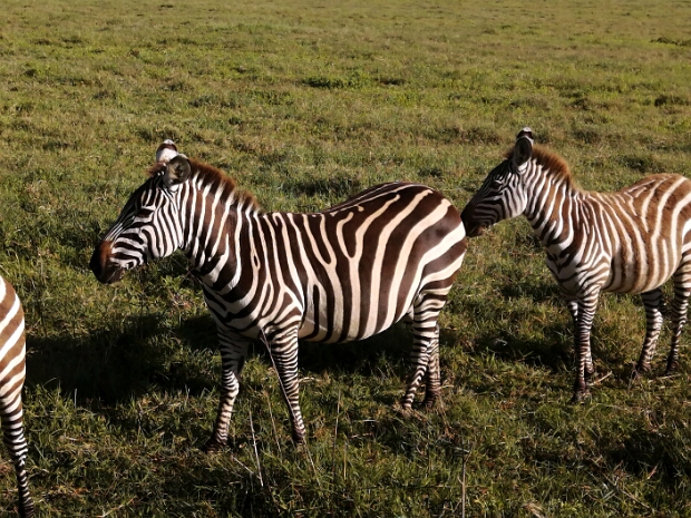 Zebry.Pakoně